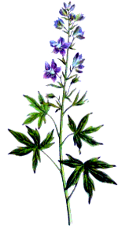 STAPHISAGRIA DELPHINIUM